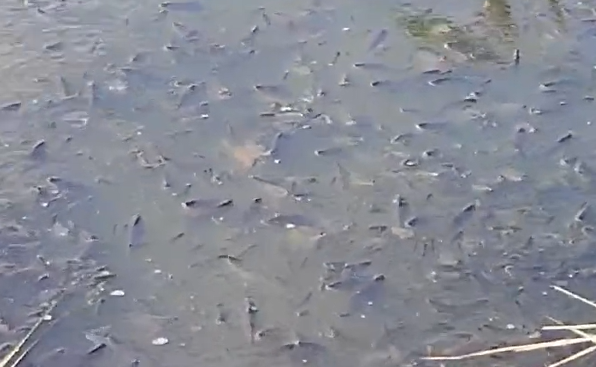 Знімок екрана 2024-08-05 175611.png